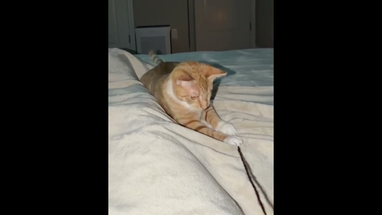 Enlarge Gaia26, a Adoptable mixed breed in Youngsville, NC video 6/6