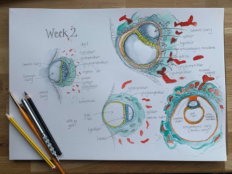Lockdown Embryology with Prof Alice Roberts #2: Week 2