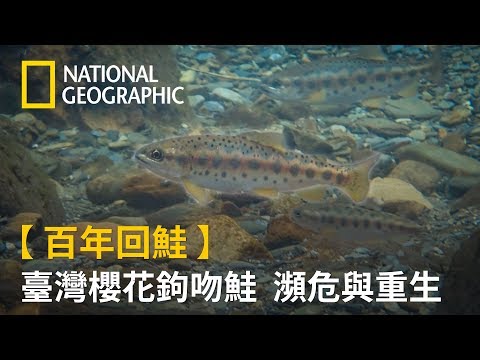 長江白鱘宣告絕滅 - 國家地理雜誌官方網站｜探索自然、科學與文化的最佳權