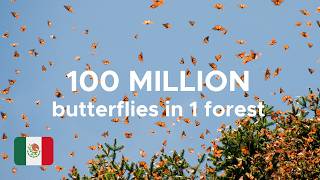 Seeing the EPIC Monarch butterfly colonies in Mexico #monarch #butterfly #migration gameplay video by alucas, 9:49 duration
