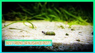 THE SNAIL EVERY PLANTED AQUARIUM NEEDS! - MALAYSIAN TRUMPET SNAIL GUIDE