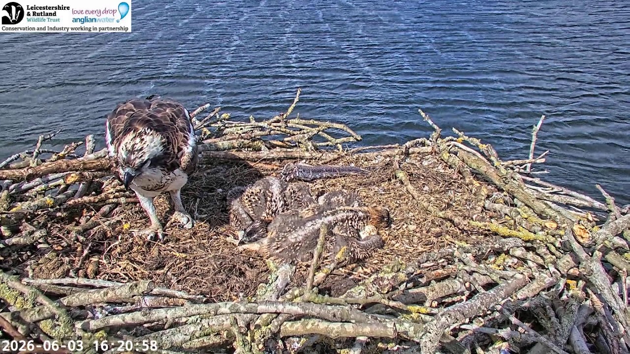 Live webcam view of Manton Bay Ospreys Live Webcam