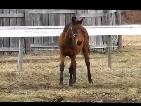 Harmonica, Trakehner filly