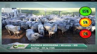 Miniatura do vídeo