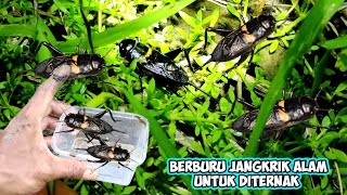 Download lagu BERBURU JANGKRIK ALAM UNTUK DITERNAK mp3