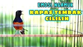 Download lagu PANCINGAN langsung NYAUT tambah GACOR dengan murai batu muntah isian KAPAS TEMBAK,CILILIN ini mp3 Download lagu PANCINGAN langsung NYAUT tambah GACOR dengan murai batu muntah isian KAPAS TEMBAK,CILILIN ini mp3