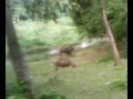 sexx abg tua di kebun - YouTube