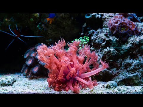 Jak karmić koralowce w akwarium morskim żeby szybko rosły?