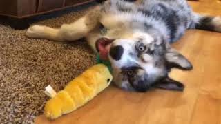 ON THE LIGHTER SIDE...THIS DOG LOVES HIS VEGGIES! WATCH THE WEATHER DOG EAT A CARROT!