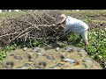 Amazing Fishing Under Grass In Mud Dry Season 2021