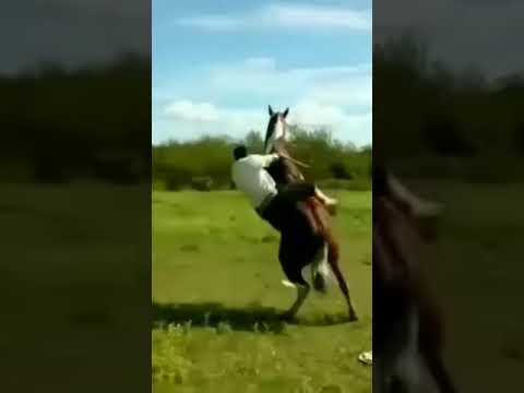 Combo breaker #horse #horses #combobreaker #fatality #finishhim #mortalkombat