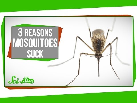 3 Reasons Mosquitoes Suck