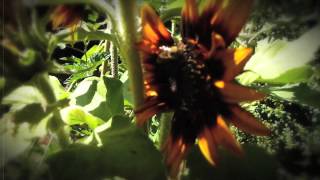 &quot;Queen Bee&quot;