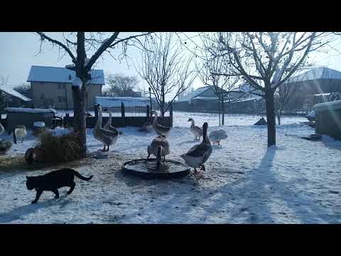 , title : 'Gâște chinezesti - Chinese Geese'