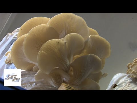 SBTV - SB INFO - UZGOJ BUKOVAČA - 18.07.2021.