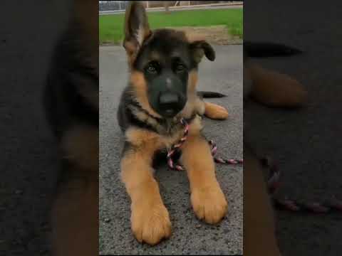 🥺😘 dog transformation video 8 beast transformation videos baby dog transformation #shorts