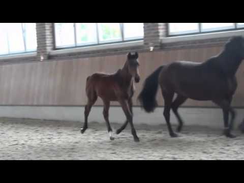 Hengstfohlen von Antango