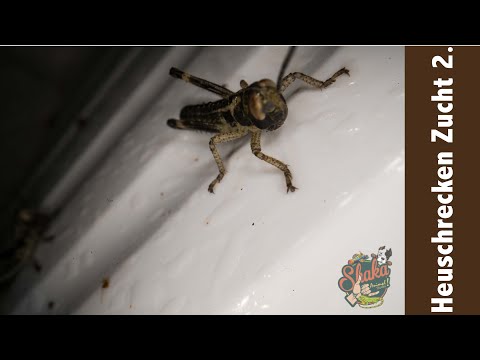 Heuschrecken Zucht Teil 2 (sorry für den ton)