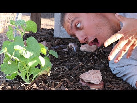 CHEAPEST Way to Garden in the DESERT
