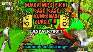 Download lagu MP3 PIKAT BURUNG KASO KASO RIBUT/BURCIL!!! TERBARU2021 mp3