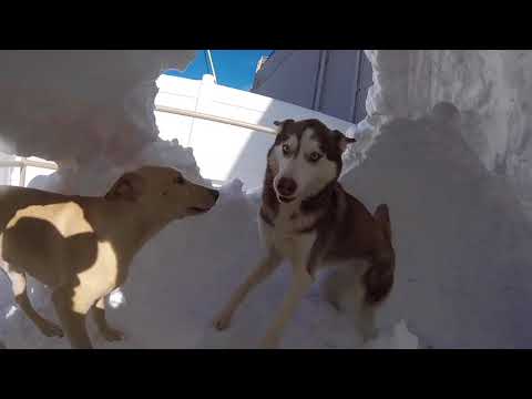 Doggie Igloo snow party!