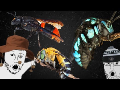 The Dropkick's Guide to Aussie Bees