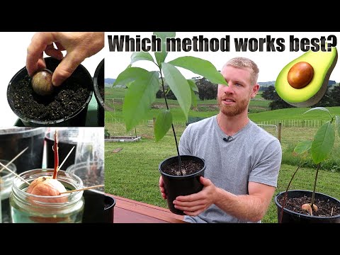 The BEST Way To Grow Avocado From Seed | 0 - 5 Months...