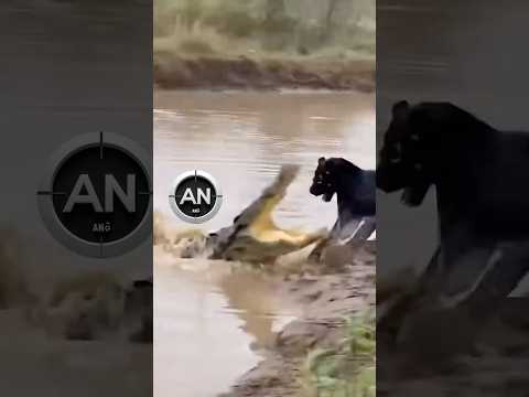 El cocodrilo atacó primero… pero la pantera reaccionó 😳🐆🐊 #anomalo #animals #wildlife