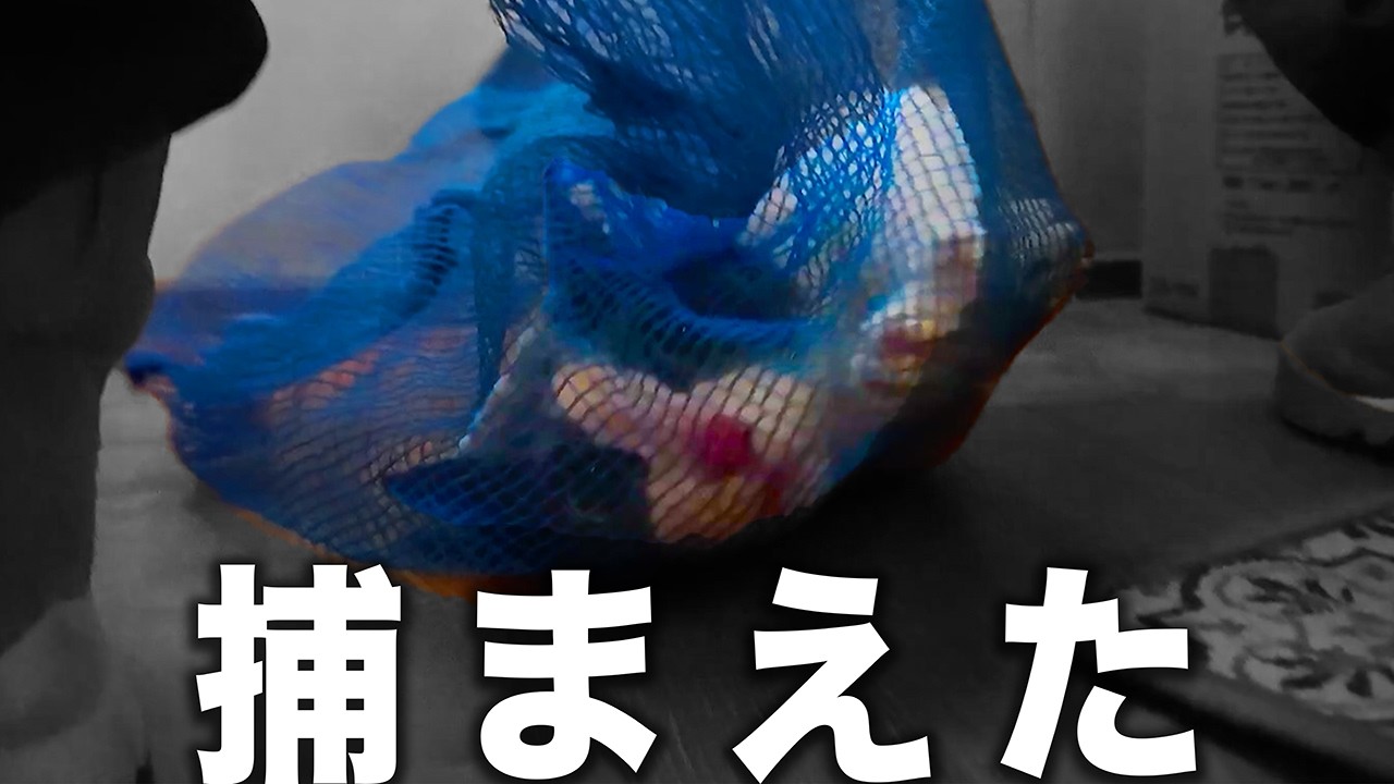 【急げ】５匹いたのに３匹しかいない？亡くなった独居高齢者宅に置き去りになった猫を救出するために緊急出動しました！