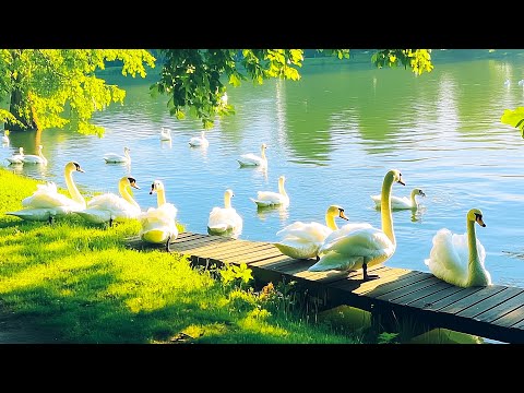 Music Therapy to Relieve Worry and Anxiety 🍃 Simply listen for 4 minutes to release all stress