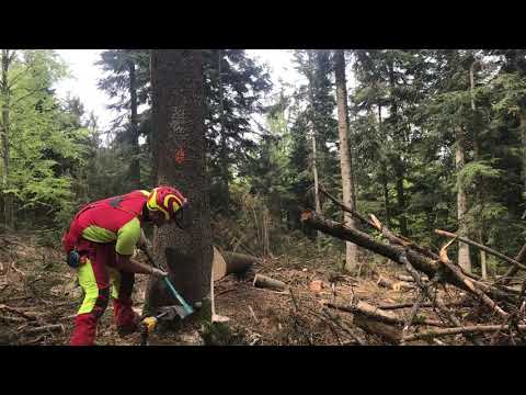 Käferholz mit Dolmar PS 7910 und Husqvarna 550 XP MKII