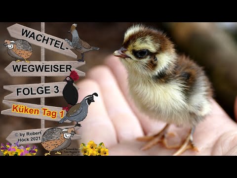 , title : 'Tag 1 Aufzucht von Wachtelküken - WACHTEL-WEGWEISER Folge 3 - Die bunten Celadon-Wachteln schlüpfen!'
