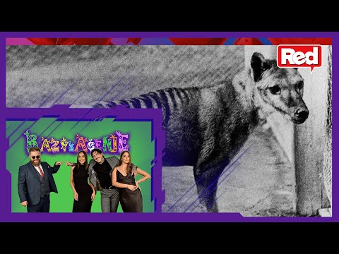 Razvlačenje - deo 2 - Panda i Irena: UKLJUČENJE GLEDALACA - Pandina Kuma - 07 09 2021 - Red TV