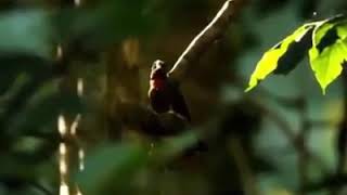Download lagu Kicauan burung samyong gacor asli dari alam liar mp3