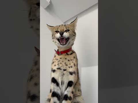 Serval cat meowing and hissing 🥰Leona cat #cat #savannahcat #serval  #meow  #asmr