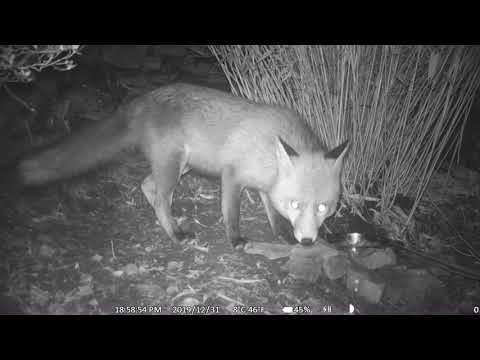 Die Angst der Wildtiere am Silvestertag..