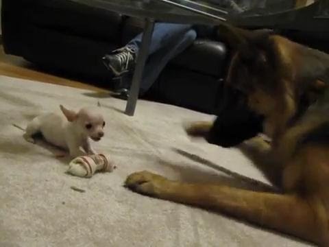 Prawo silniejszego - Chihuahua i owczarek niemiecki 