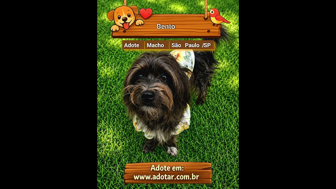 Cachorro raça SRD-ViraLata idade 1 ano nome Bento