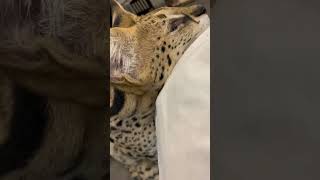 【おはようサーバルシリーズ⑱】