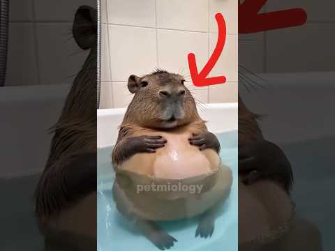 Des animaux mignons qui peuvent vous tuer !