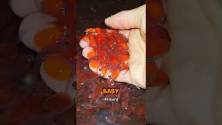 Download lagu How Baby Fish are Made Artificially! #shorts #shortsfeed #fish mp3