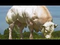 ANIMAL PHARM - INSIDE GMO TRANSGENICS AND CLONING