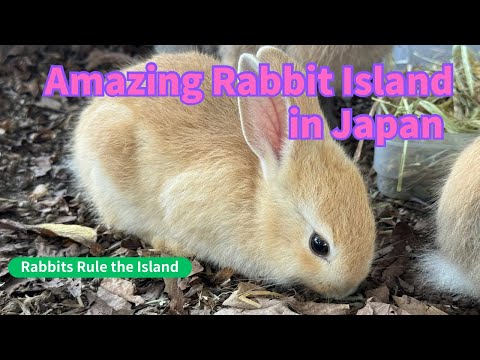 🐰We’ve landed the Rabbit Island - Where Rabbits Rule the World🐇