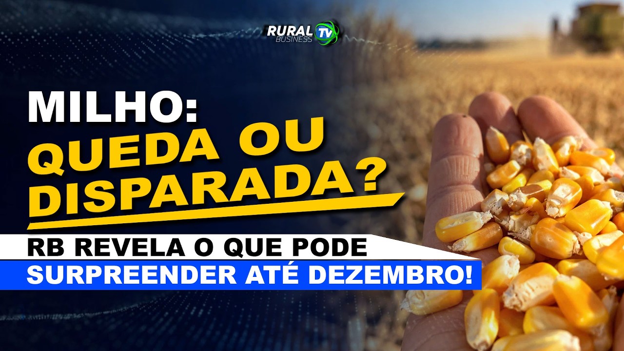 MILHO: QUEDA OU DISPARADA? RB REVELA O QUE PODE SURPREENDER ATÉ DEZEMBRO!