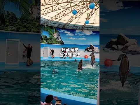 태국 푸켓 돌핀스베이에서 관람한 돌고래 공연