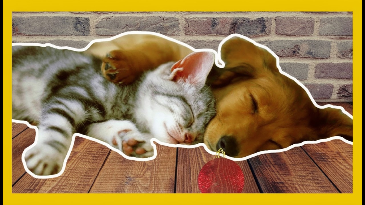 Cure Cães e Gatos Doentes - Sons de Cura🐶🐱 Música Clássica pela cura de um animal 2021