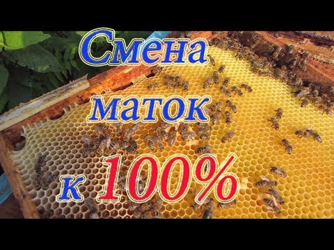 ОДИН ИЗ ЛУЧШИХ МЕТОДОВ ПОДСАДКИ и смены плодных маток в пчелосемьях, подробно от А до Я🔥🔥🔥.