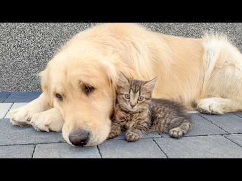 YouTube 썸네일