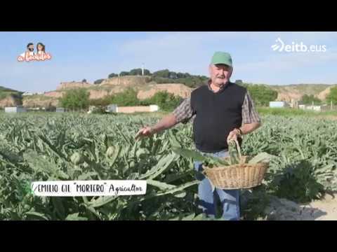 El cultivo y la recogida de la alcachofa