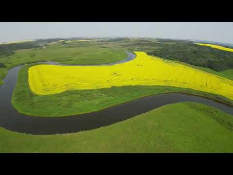 East of Kamsack,  Saskatchewan near the Runnymede Hills August 2024